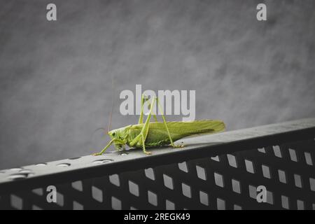 Great green bush-cricket on a chair Stock Photo