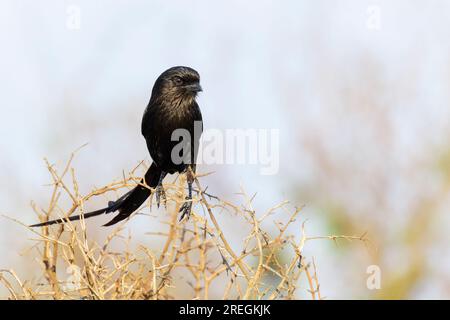 Magpie shrike (Urolestes melanoleuca) perched on a thorny branch, Kruger National Park, South Africa Stock Photo