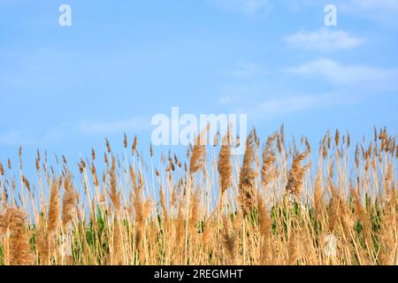 Pampas grass on the lake, reed layer, reed seeds. Golden reeds on the lake sway in the wind against the blue sky. Abstract natural background. Stock Photo