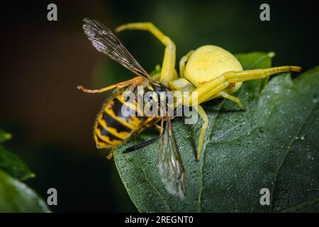 A large, yellow crab spider holds tight to a wasp that it has caught on the wing. Stock Photo