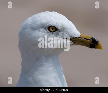 Close up of one seagulls white head and yellow beak profile. Stock Photo