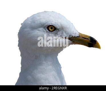 Close up of one seagulls white head and yellow beak profile. Stock Photo