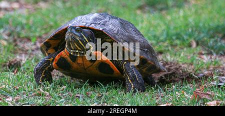 Close up front view of a snapping turtle laying her eggs in grass across from a pond Stock Photo