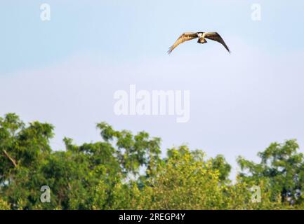 One Ospray bird hovering over Southards Pond lake hunting for fish in the morning. Stock Photo