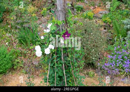 White climbing rose Mme Alfred Carriere and purple clematis climbing plant The President dry garden June 2023 heatwave UK Great Britain  KATHY DEWITT Stock Photo