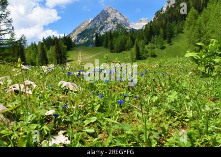 Blue spring gentian (Gentiana verna) flowers in selective focus at Zelenica in Karavanke mountains with Vrtača mountain peak Stock Photo