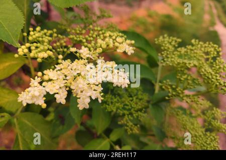 Small white flowers on the shrub. Black elderberry flowers. Large inflorescences with white flowers. Stock Photo