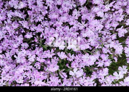 Pink background from flower, Phlox subulate. Top view background, texture Stock Photo