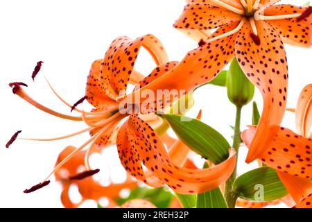 Beautiful red tiger Lilies on a background of white sky Stock Photo
