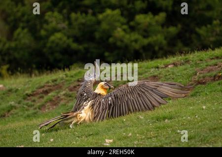 Bearded vulture (Gypaetus barbatus) landing. Also known as the lammergeier, this vulture is a specialised, solitary scavenger that feeds almost exclus Stock Photo