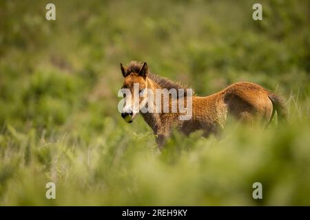 Young Exmoor pony wandering on Exmoor. Stock Photo