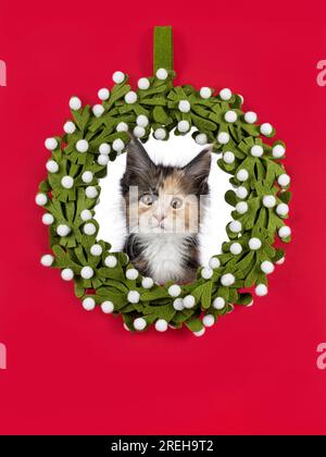 Alert tortie cat kitten, sitting through felt green mostletoe wrath.  Looking straight to camera. Isolated on a red background. Stock Photo