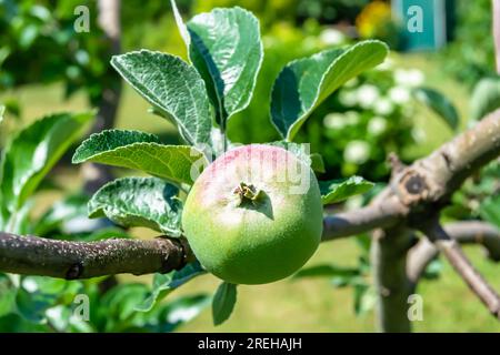 Photography on theme beautiful fruit branch apple tree with natural leaves under clean sky, photo consisting of fruit branch apple tree outdoors in ru Stock Photo