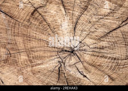 Beautiful wooden fracture old oak, natural texture close up, texture consisting of old surface wooden fracture oak, striped texture wooden old oak, de Stock Photo