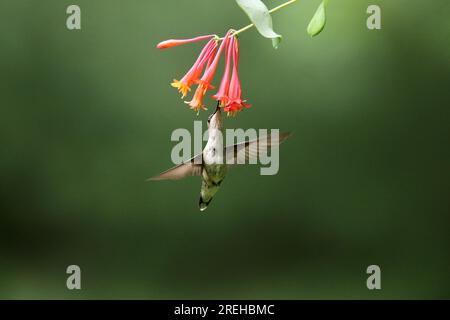 Female ruby throated hummingbird Archilochus colubris feeding on flowers in summer Stock Photo