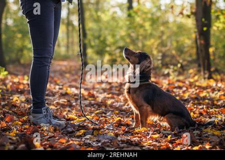 Animal trainer doing obedience training of small mixed breed dog in autumn forest Stock Photo
