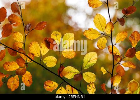 Autumn leaves of beech tree. Fall season in forest. Closeup colorful leaf Stock Photo