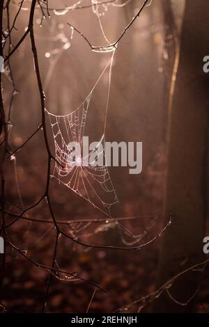 Spider web with raindrops in mystery dark forest. Sunbeam shine in fog Stock Photo