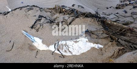 Dead seabirds on the beach at Bigbury-on-Sea Devon UK Stock Photo