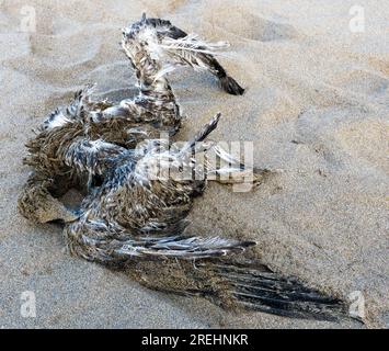 Dead seabirds on the beach at Bigbury-on-Sea Devon UK Stock Photo