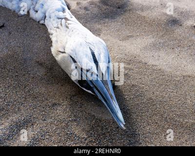 Dead seabirds on the beach at Bigbury-on-Sea Devon UK Stock Photo