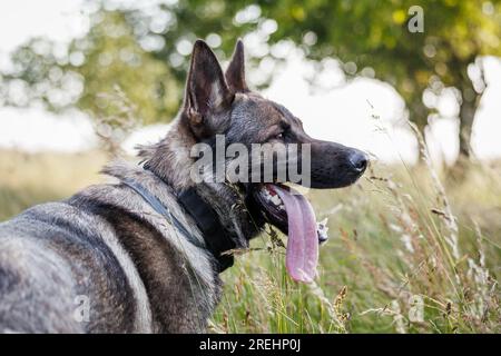 German shepherd outdoors. Portrait of gray dog with tick collar in grass Stock Photo