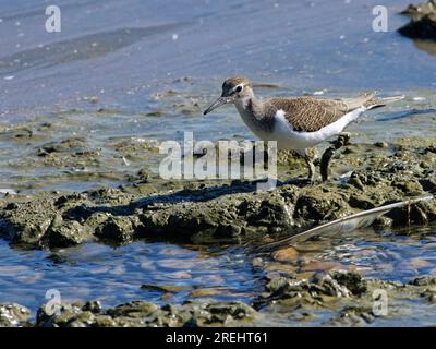 Common sandpiper (Actitis hypoleucos) foraging on the margins of a marshland pool, Gloucestershire, UK, May. Stock Photo