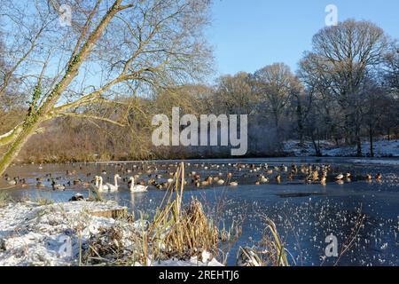 Mute swan (Cygnus olor) family and other wildfowl swimming and resting on a partially frozen pond, Cannop Ponds, Forest of Dean, Glos, UK, December. Stock Photo