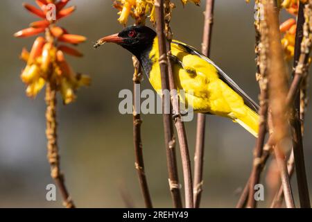 A Black-headed Oriole feeding on an insect found on an aloe plant on the Hans Merensky Golf estate, Phalaborwa, South Africa Stock Photo