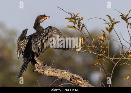 A reed cormorant perched on an open branch, with its wings widespread soaking up the morning sun near the Kruger National Park  South Africa Stock Photo