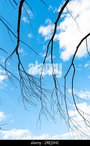 dry tree branches against the blue sky Stock Photo