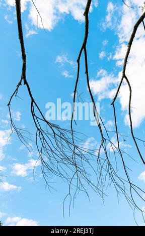 dry tree branches against the blue sky Stock Photo