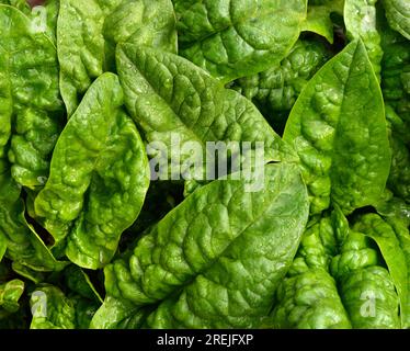 Spinach (Spinacia oleracea) garden vegetable. Stock Photo