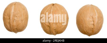 Whole walnut isolated on white background Stock Photo