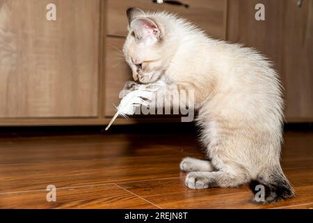 kitten poses. gray and white cat close-up . Selective Focus. Stock Photo