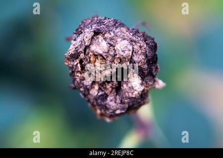 Bunch of withered roses. Flower rotten on the tree. Rose rotten on the tree. Stock Photo