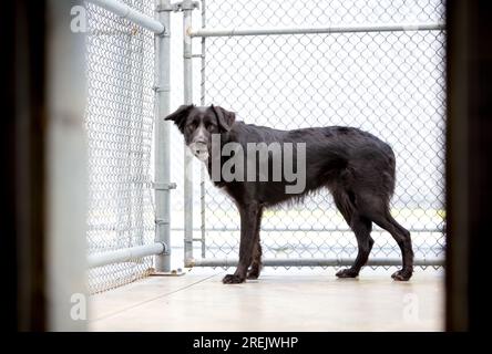 A nervous Border Collie mixed breed dog in an animal shelter kennel Stock Photo