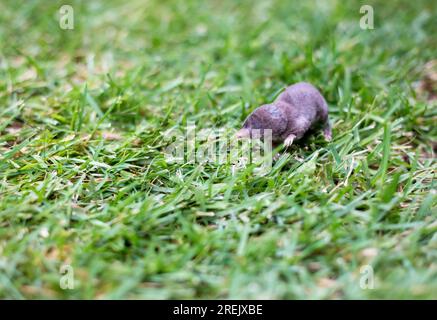 A North American Least Shrew (Cryptotis parva) in the grass Stock Photo