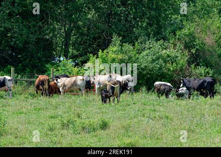 A cow feeding her calf and others eating at a trough and some of the bigger cows waiting for the gate to open on a sunny day in summertime Stock Photo