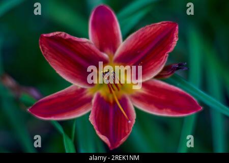 Lush,colorful vivid purple red lily flower close up Stock Photo