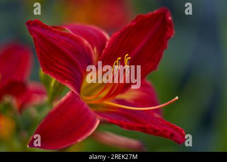 Lush,colorful vivid purple red lily flower close up Stock Photo