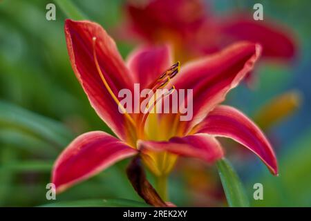 Lush,colorful vivid purple red lily flower close up Stock Photo