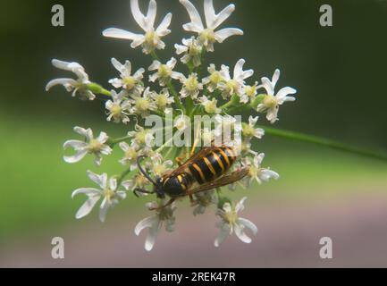 Wasp on a Hogweed flower Stock Photo