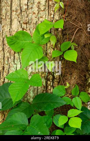 Poison ivy (Toxicodendron radicans), West Hartford Reservoirs, West Hartford,  Connecticut Stock Photo