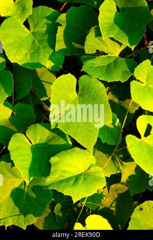 Wild grape leaves, Batterson Park Pond State Boat Launch, New Britain,  Connecticut Stock Photo