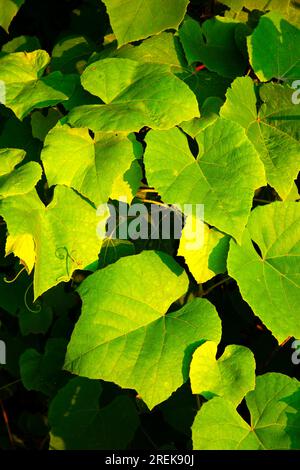 Wild grape leaves, Batterson Park Pond State Boat Launch, New Britain,  Connecticut Stock Photo