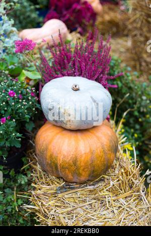 Autumn flower composition with orange and blue pumpkins. Fall decoration for thanksgiving. Two squash on the straw. Vegetables close up. Stock Photo