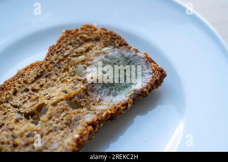 Mould on a slice of multigrain bread, mouldy, Stock Photo