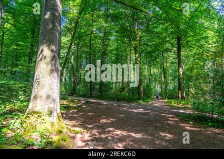 The Duisburg City Forest, a forest area of approx. 600 ha in the south-east of Duisburg, NRW, Germany, Stock Photo