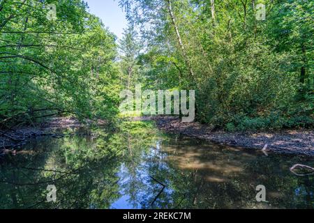 The Duisburg City Forest, a forest area of approx. 600 ha in the south-east of Duisburg, NRW, Germany, Stock Photo